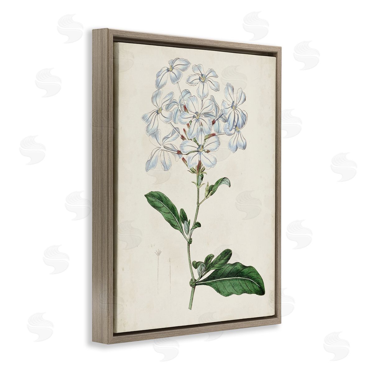 Curtis Rustic Garden Floral Study Charming White Blossoms Brown Floater Frame Canvas Art