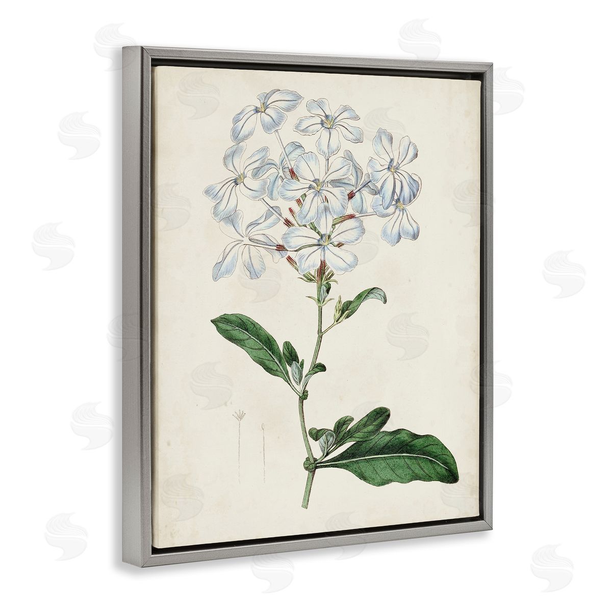 Curtis Rustic Garden Floral Study Charming White Blossoms Gray Floater Frame Canvas Art