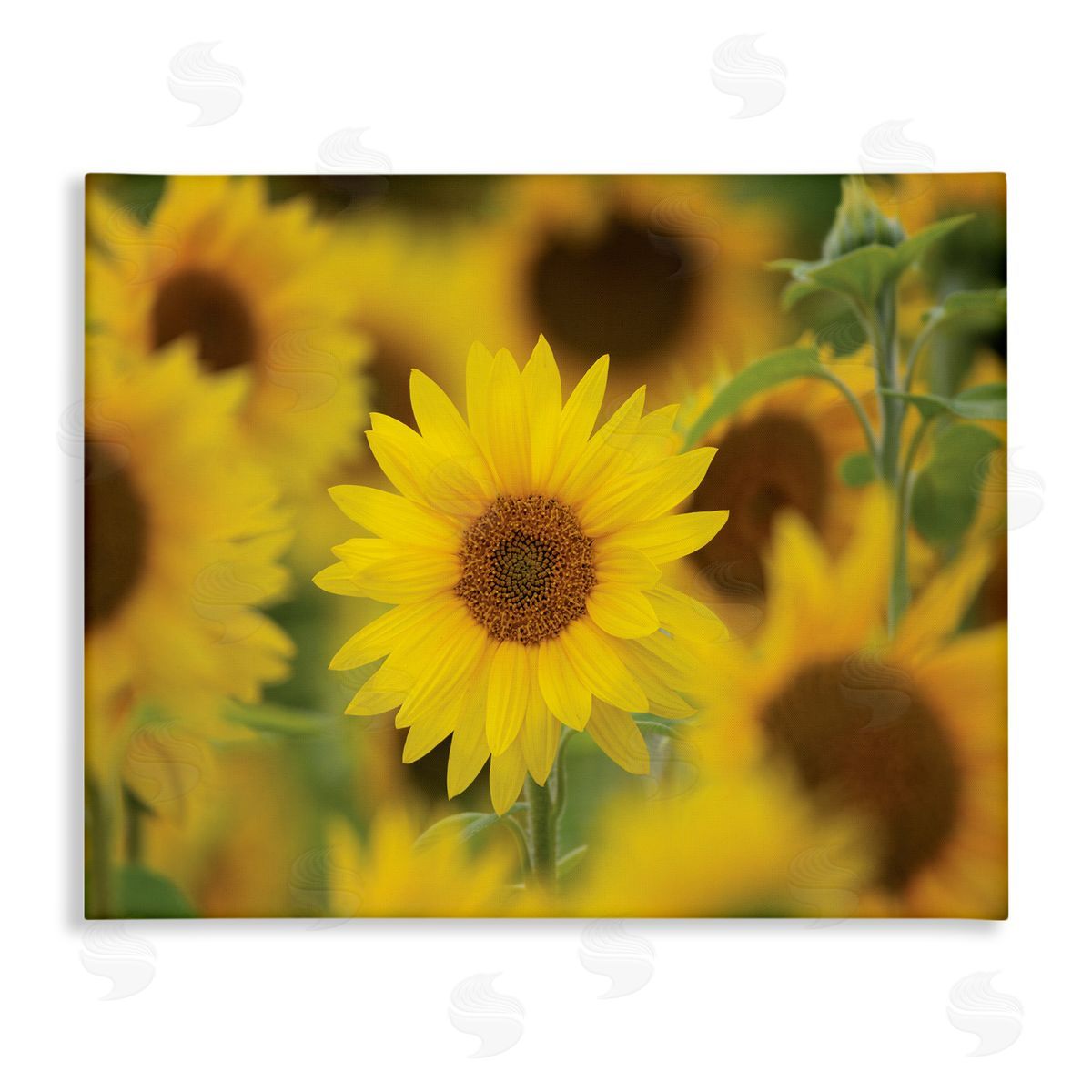 Nancy Crowell Yellow Sunflower Nursery Field Directed Focus