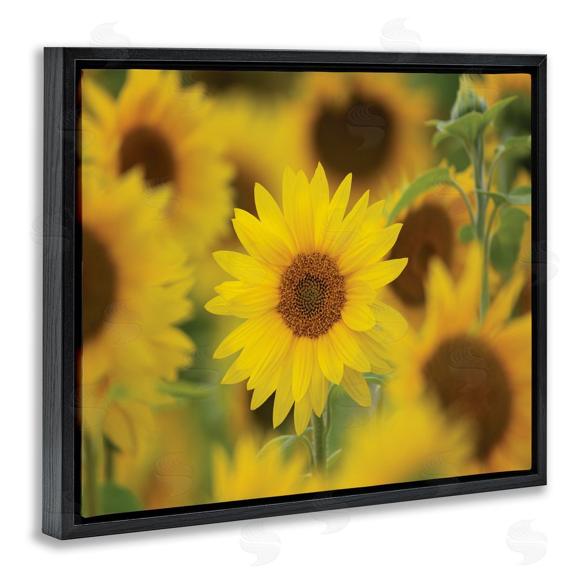 Nancy Crowell Yellow Sunflower Nursery Field Directed Focus