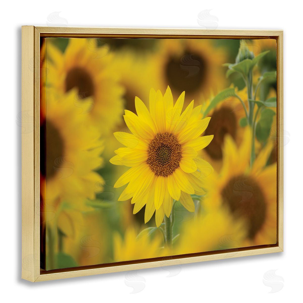 Nancy Crowell Yellow Sunflower Nursery Field Directed Focus
