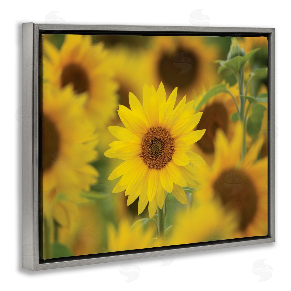 Nancy Crowell Yellow Sunflower Nursery Field Directed Focus