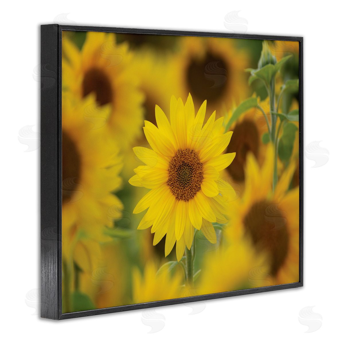 Nancy Crowell Yellow Sunflower Nursery Field Directed Focus