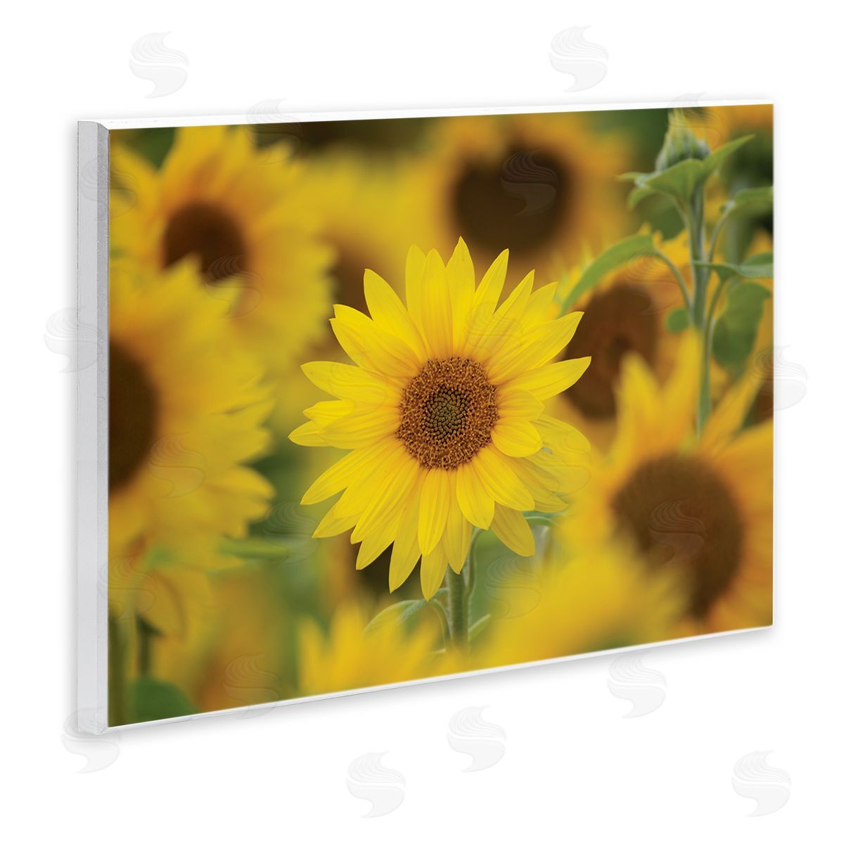 Nancy Crowell Yellow Sunflower Nursery Field Directed Focus