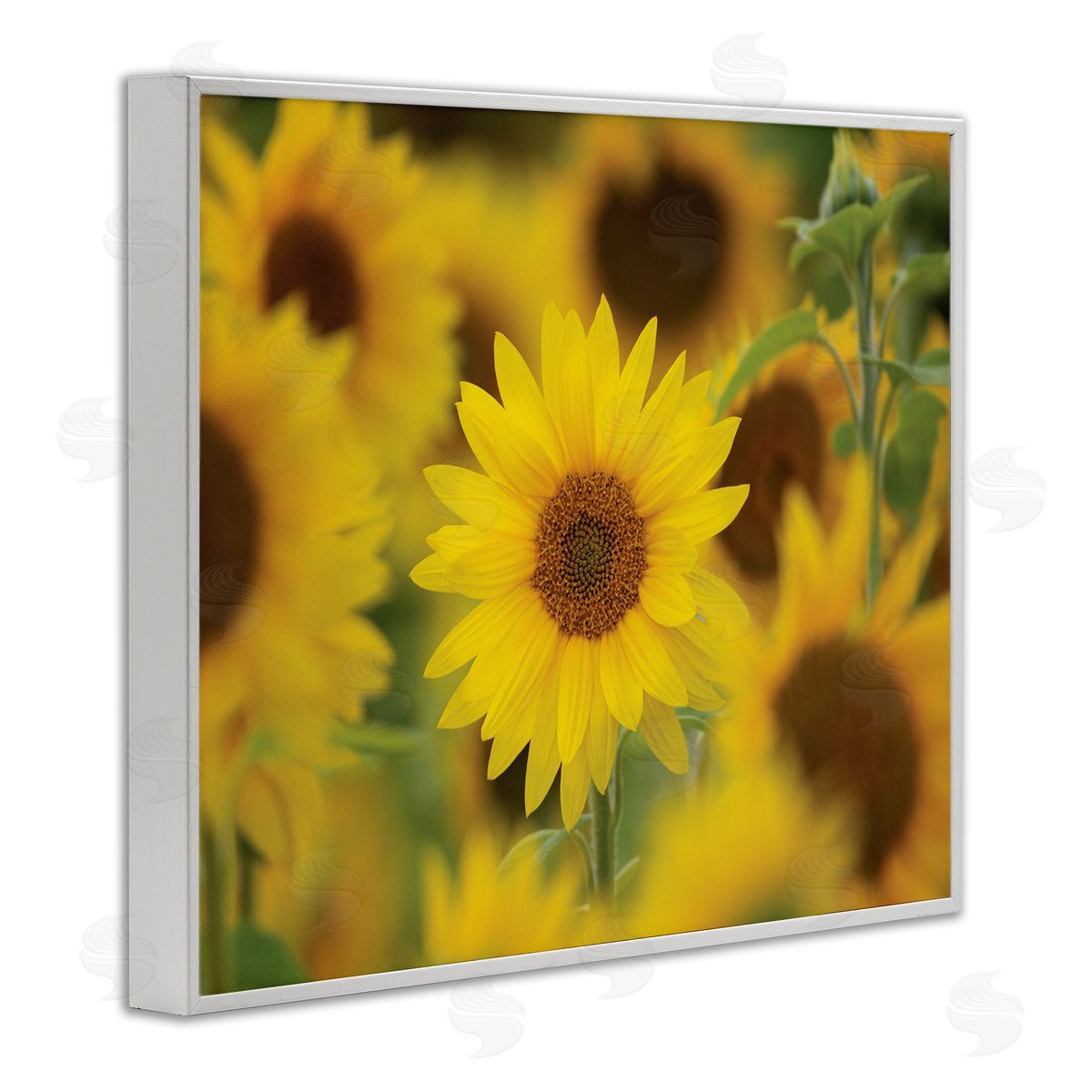 Nancy Crowell Yellow Sunflower Nursery Field Directed Focus