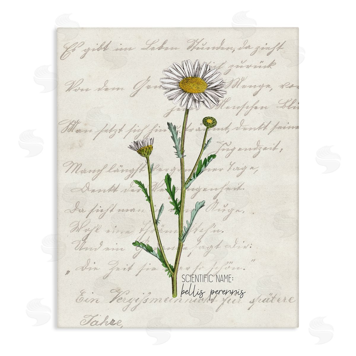 Kim Allen Vintage Daisy Illustration Latin Script Study