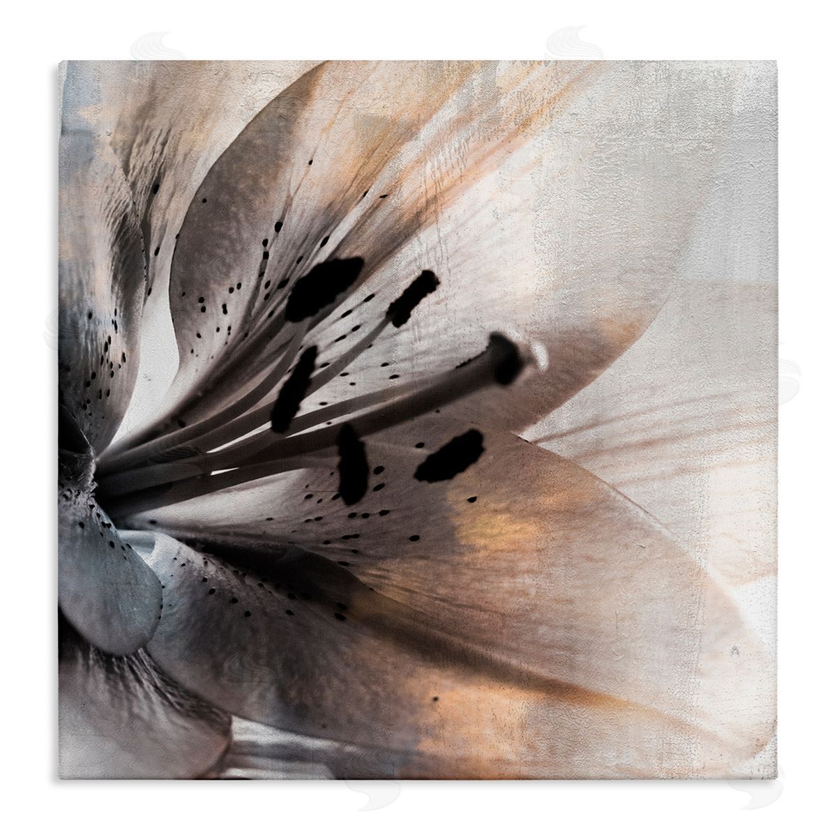 Kim Allen Lily Floral Close Up Black White Petal Detail Stretched Canvas Wall Art Print