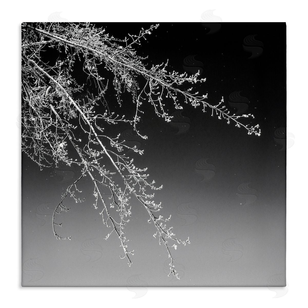 David Pollard Tree Branch Black and White Contrasting Starry Sky Stretched Canvas Wall Art Print