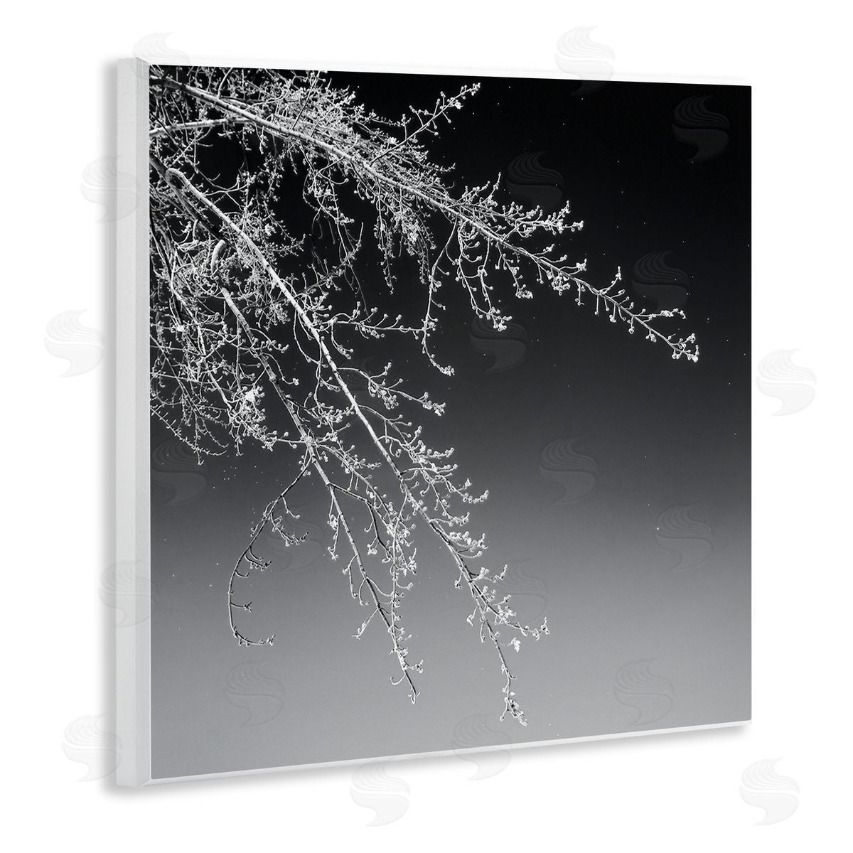 David Pollard Tree Branch Black and White Contrasting Starry Sky Wooden Wall Plaque Art Print