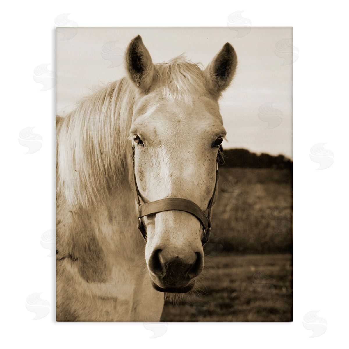 Suzanne Foschino Rustic Sepia tone Portrait of White Horse
