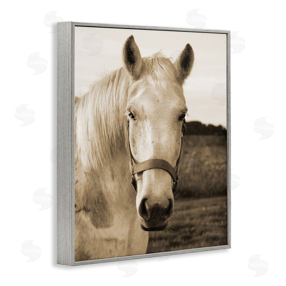 Suzanne Foschino Rustic Sepia tone Portrait of White Horse