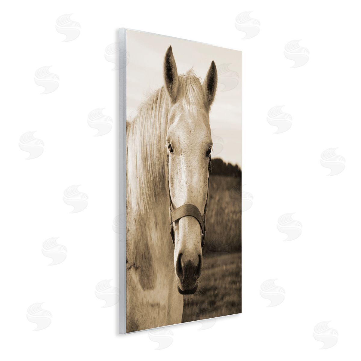 Suzanne Foschino Rustic Sepia tone Portrait of White Horse