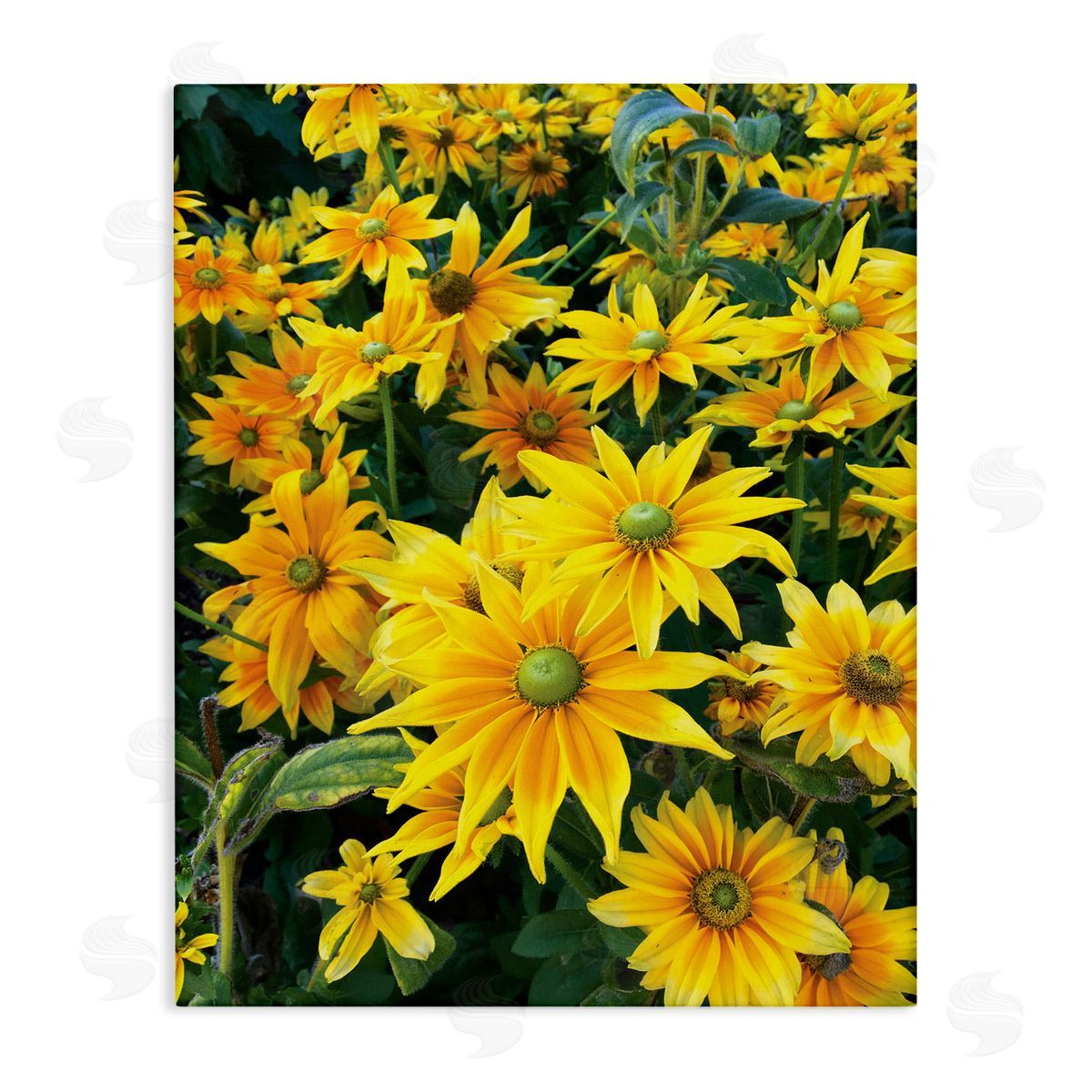 Sarah Jane Sunflower Field Blooming Green Bulbs Yellow Petals