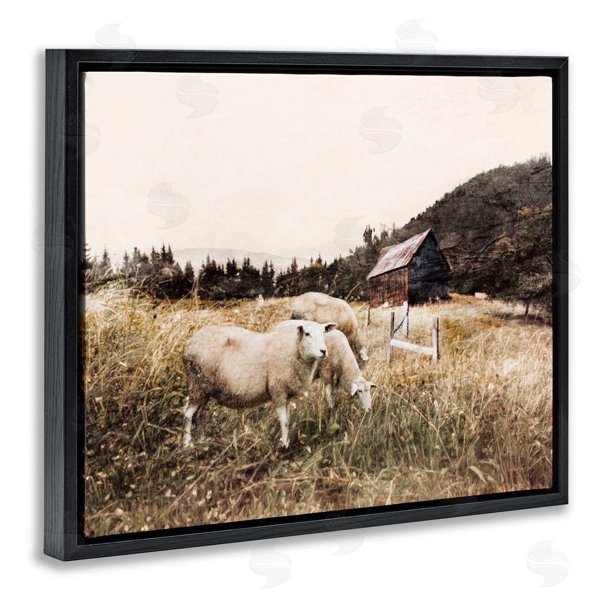 Bluebird Barn Autumn Field Farm Sheep Grazing Wilderness Barn