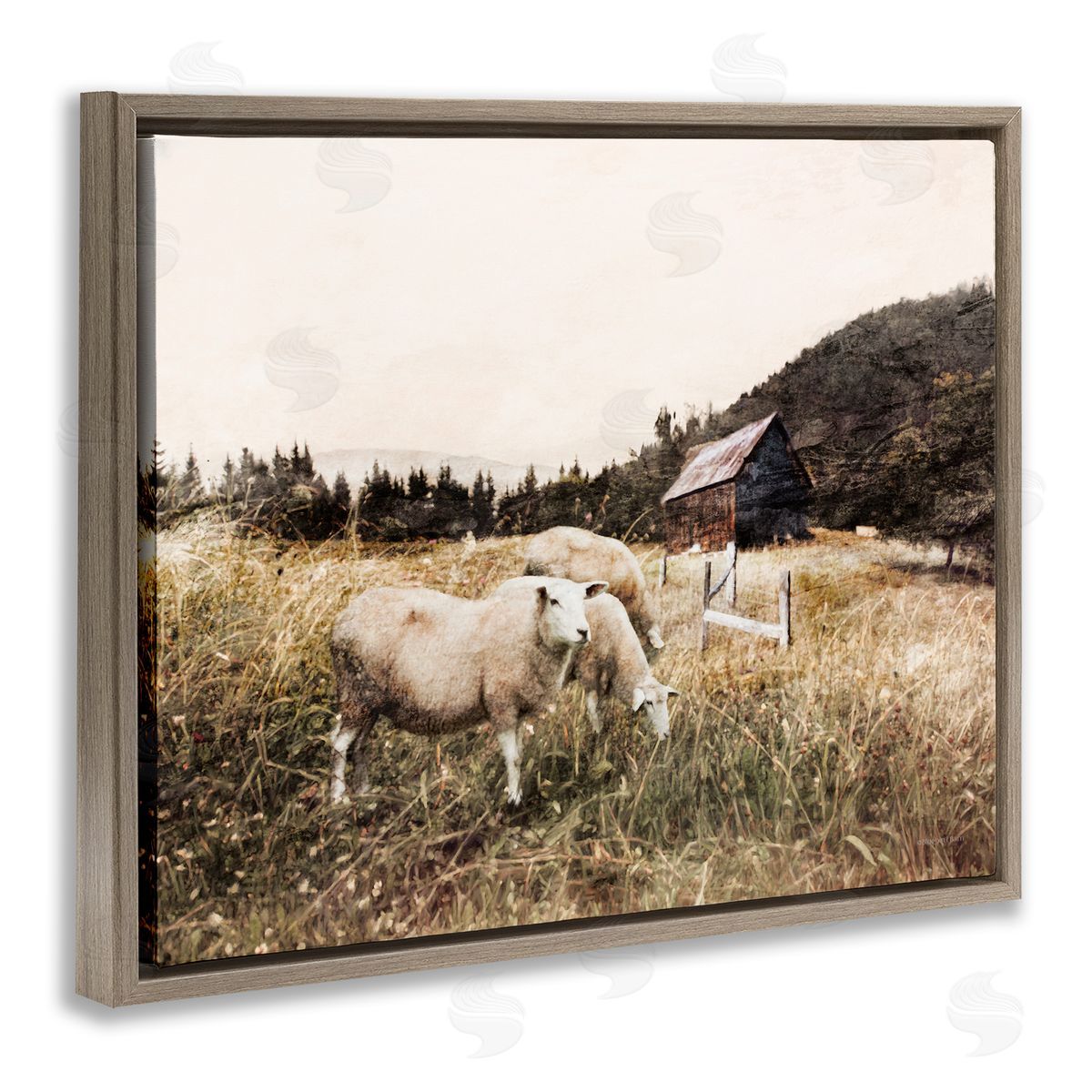 Bluebird Barn Autumn Field Farm Sheep Grazing Wilderness Barn