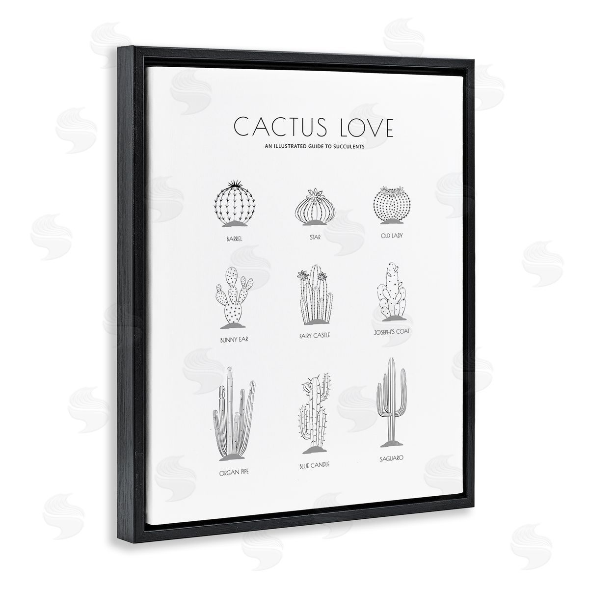 Martina Pavlova Illustrated Guide to Succulents Minimal Modern Cactus Plant