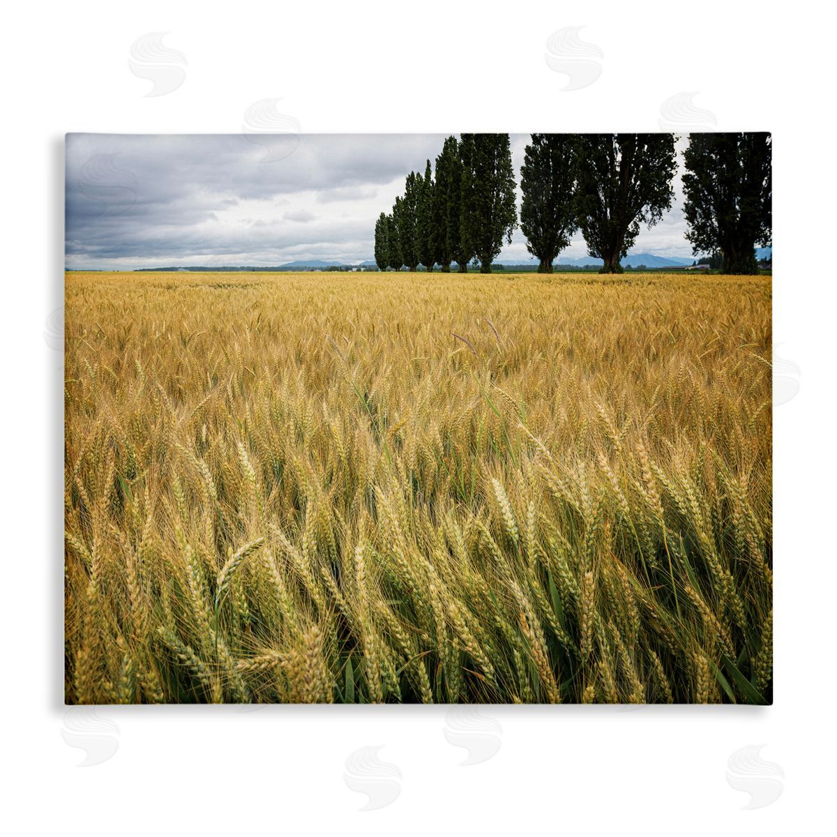 Nancy Crowell Wheat Field Harvest Windy Field Country Landscape