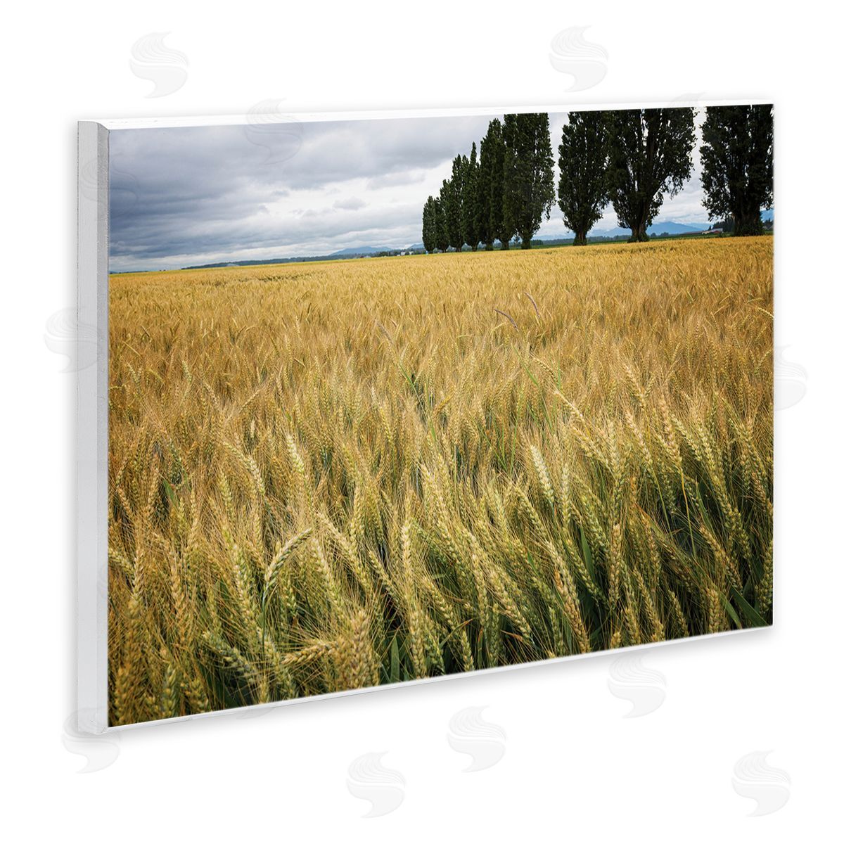 Nancy Crowell Wheat Field Harvest Windy Field Country Landscape