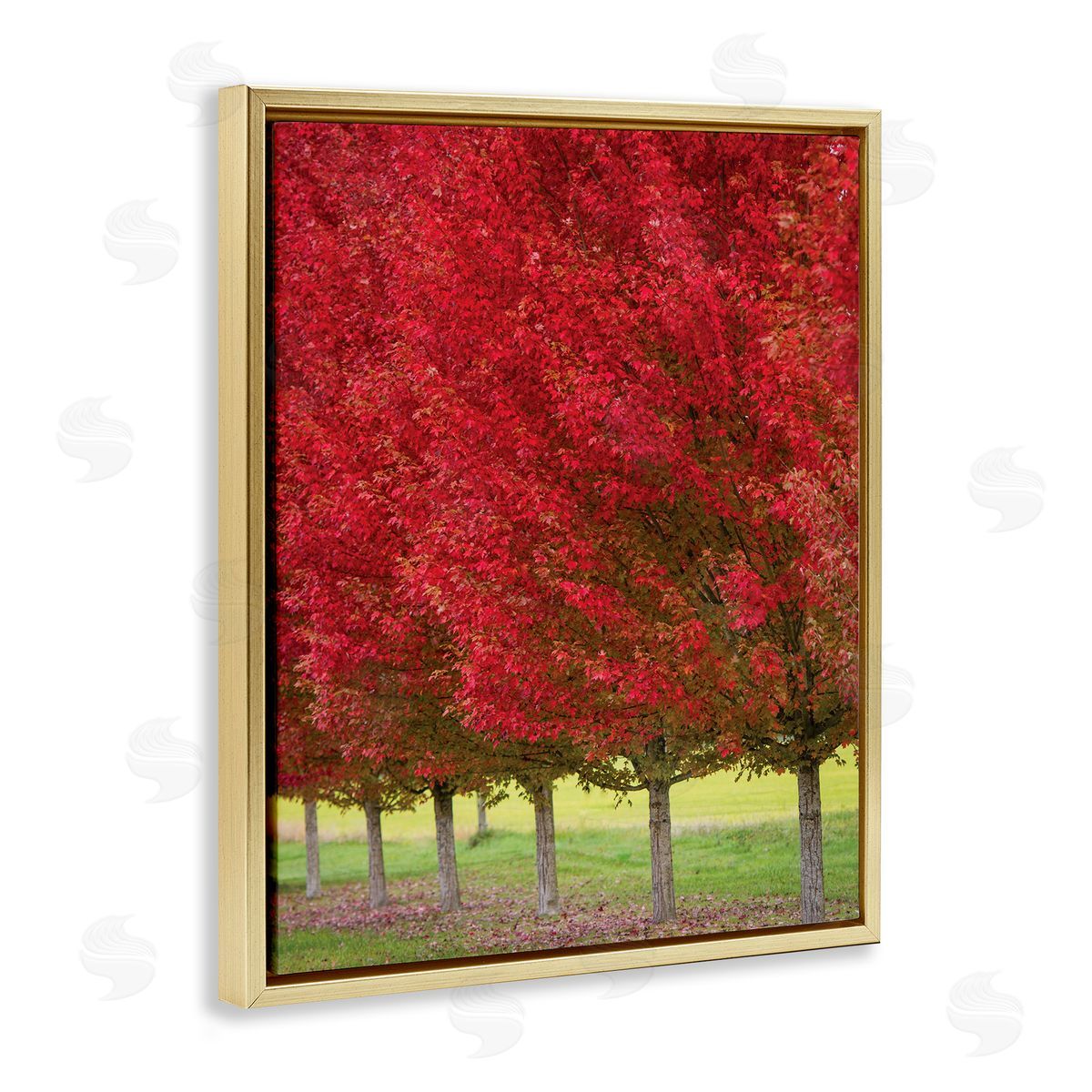 Nancy Crowell Autumn Foliage Red Leaf Trees Nature Scene