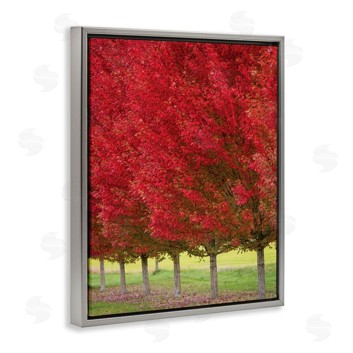 Nancy Crowell Autumn Foliage Red Leaf Trees Nature Scene