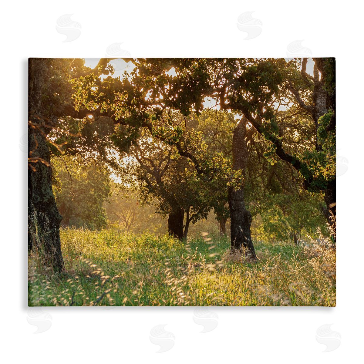 Nancy Crowell Summer Sunlight Forest Trees Wild Tall Grass