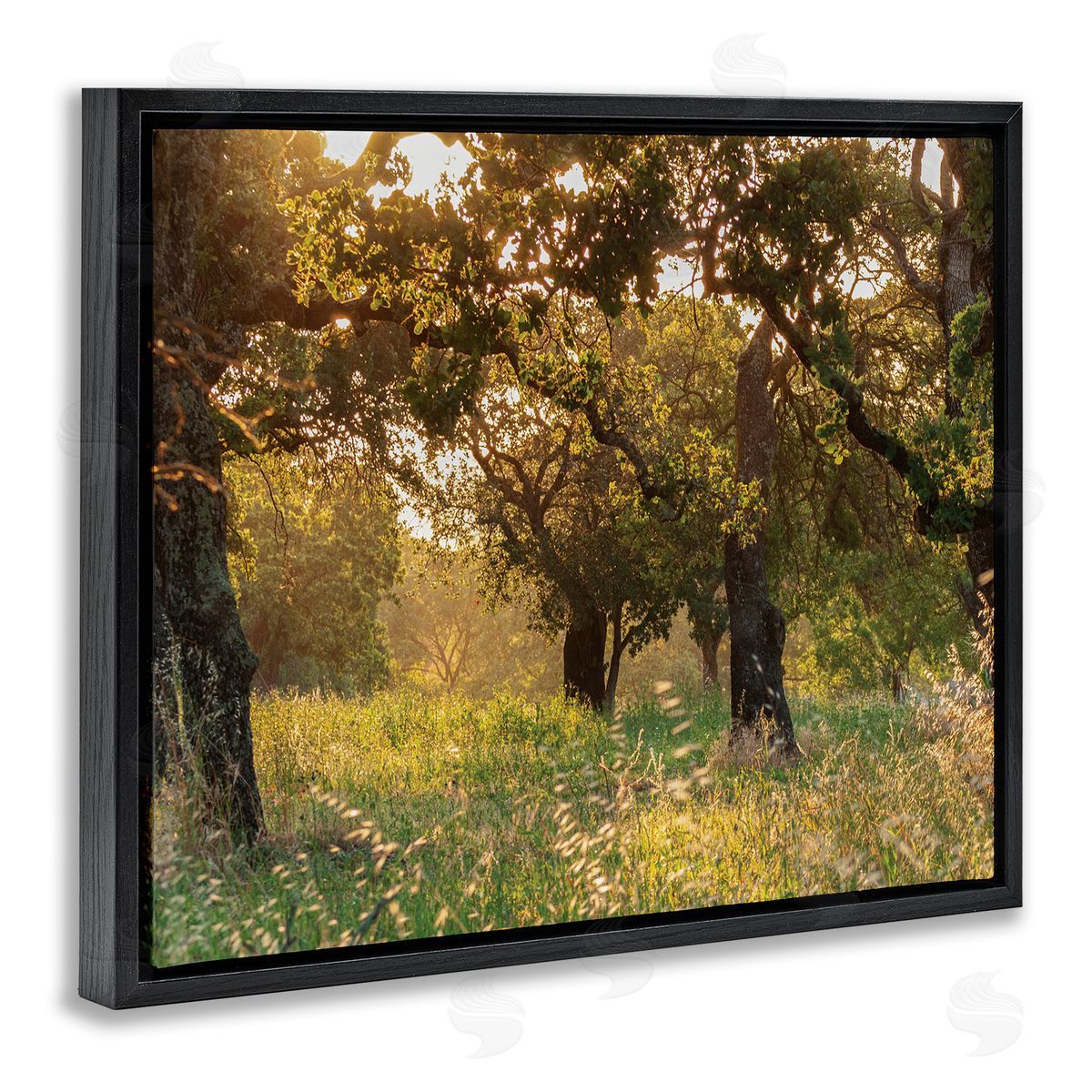 Nancy Crowell Summer Sunlight Forest Trees Wild Tall Grass