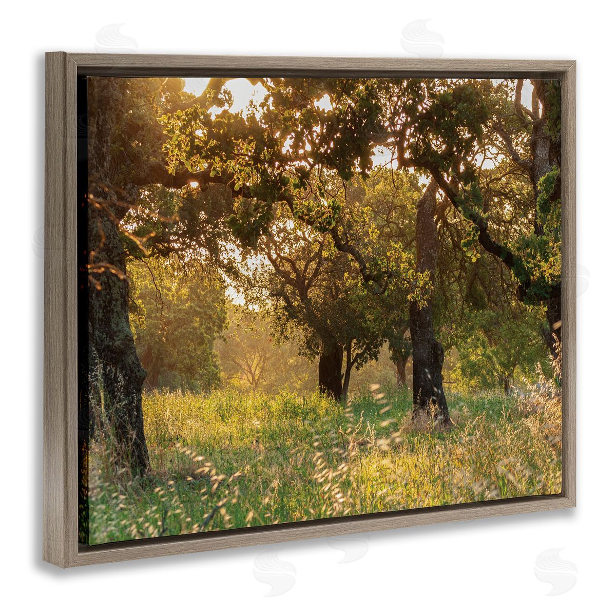 Nancy Crowell Summer Sunlight Forest Trees Wild Tall Grass