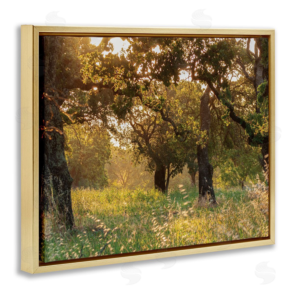 Nancy Crowell Summer Sunlight Forest Trees Wild Tall Grass