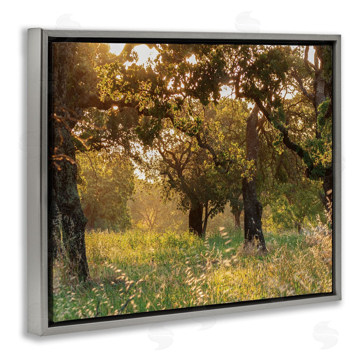 Nancy Crowell Summer Sunlight Forest Trees Wild Tall Grass