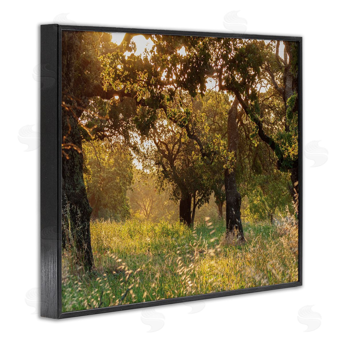 Nancy Crowell Summer Sunlight Forest Trees Wild Tall Grass