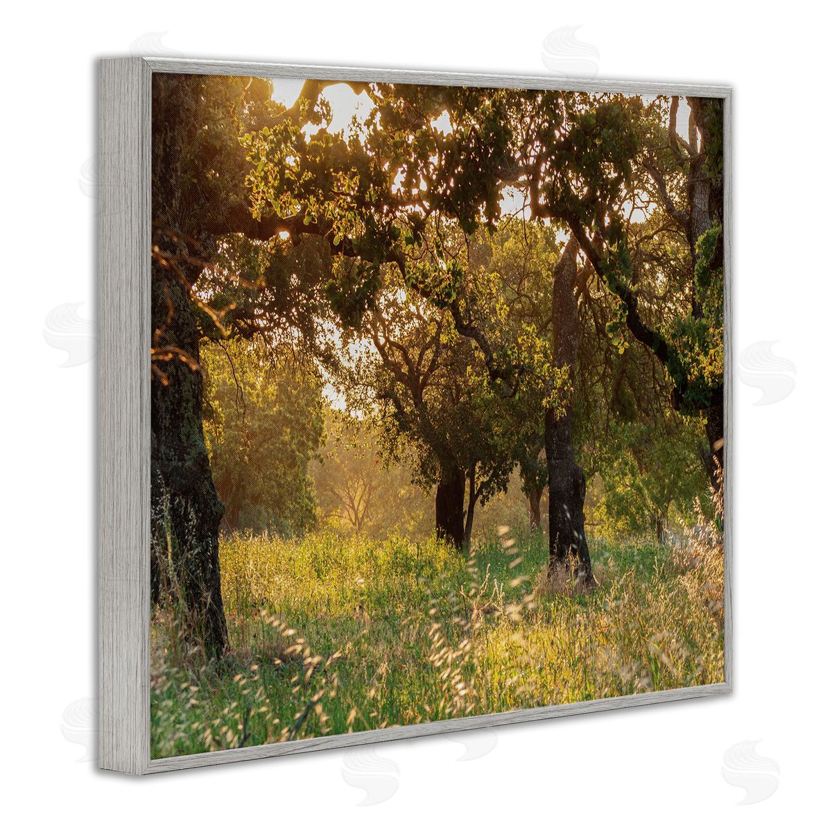 Nancy Crowell Summer Sunlight Forest Trees Wild Tall Grass