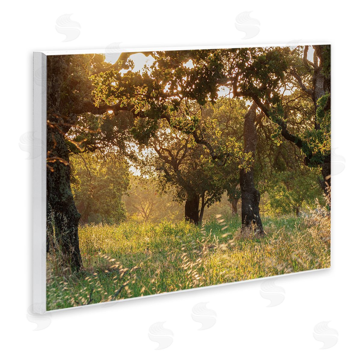 Nancy Crowell Summer Sunlight Forest Trees Wild Tall Grass