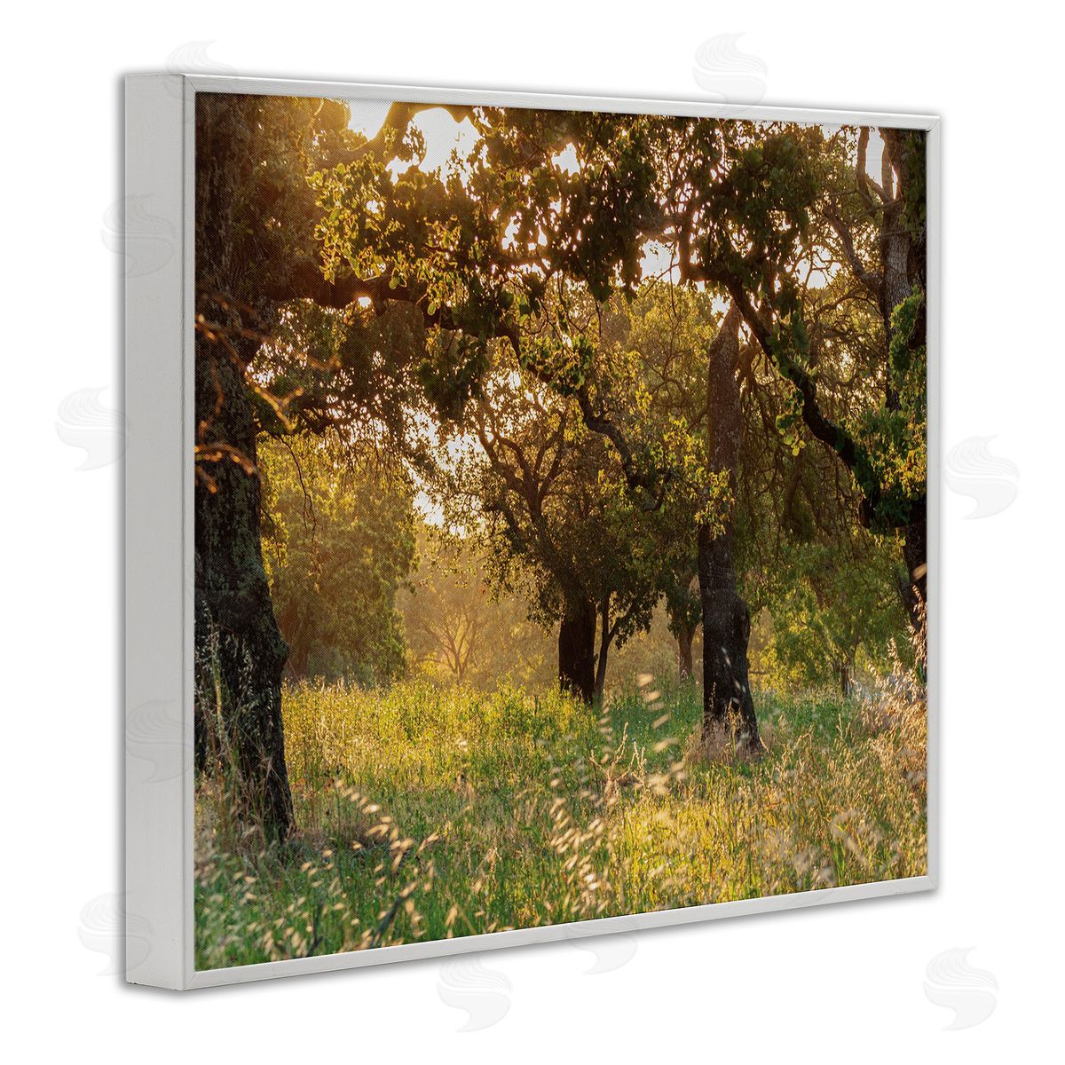 Nancy Crowell Summer Sunlight Forest Trees Wild Tall Grass