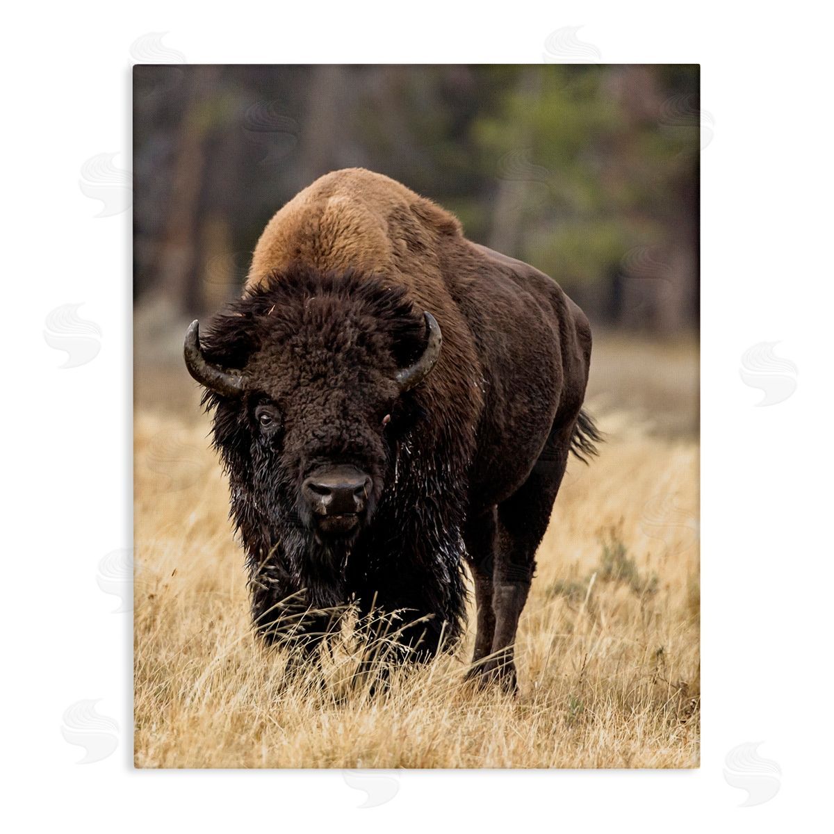 Larry McFerrin Wild American Bison Grazing Rustic Tall Grass