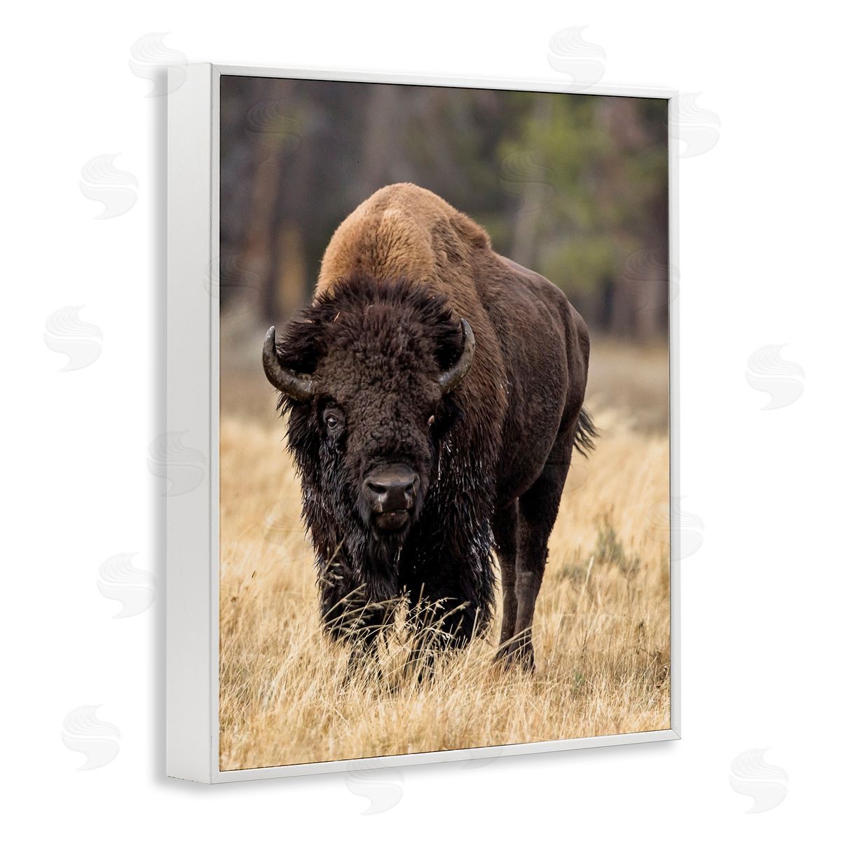 Larry McFerrin Wild American Bison Grazing Rustic Tall Grass