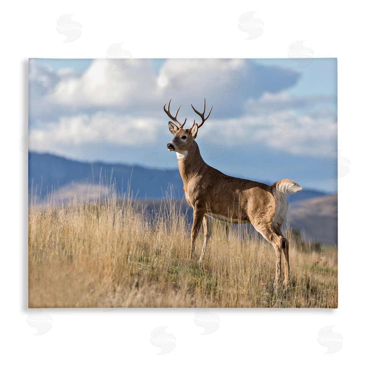 Larry McFerrin White-Tail Buck in Wild Montana Mountains Blue Sky