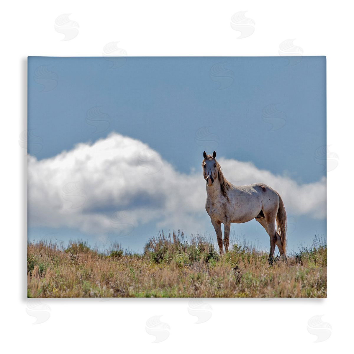 Larry McFerrin Wild Horse Standing Strong Along Daytime Cloudy Sky