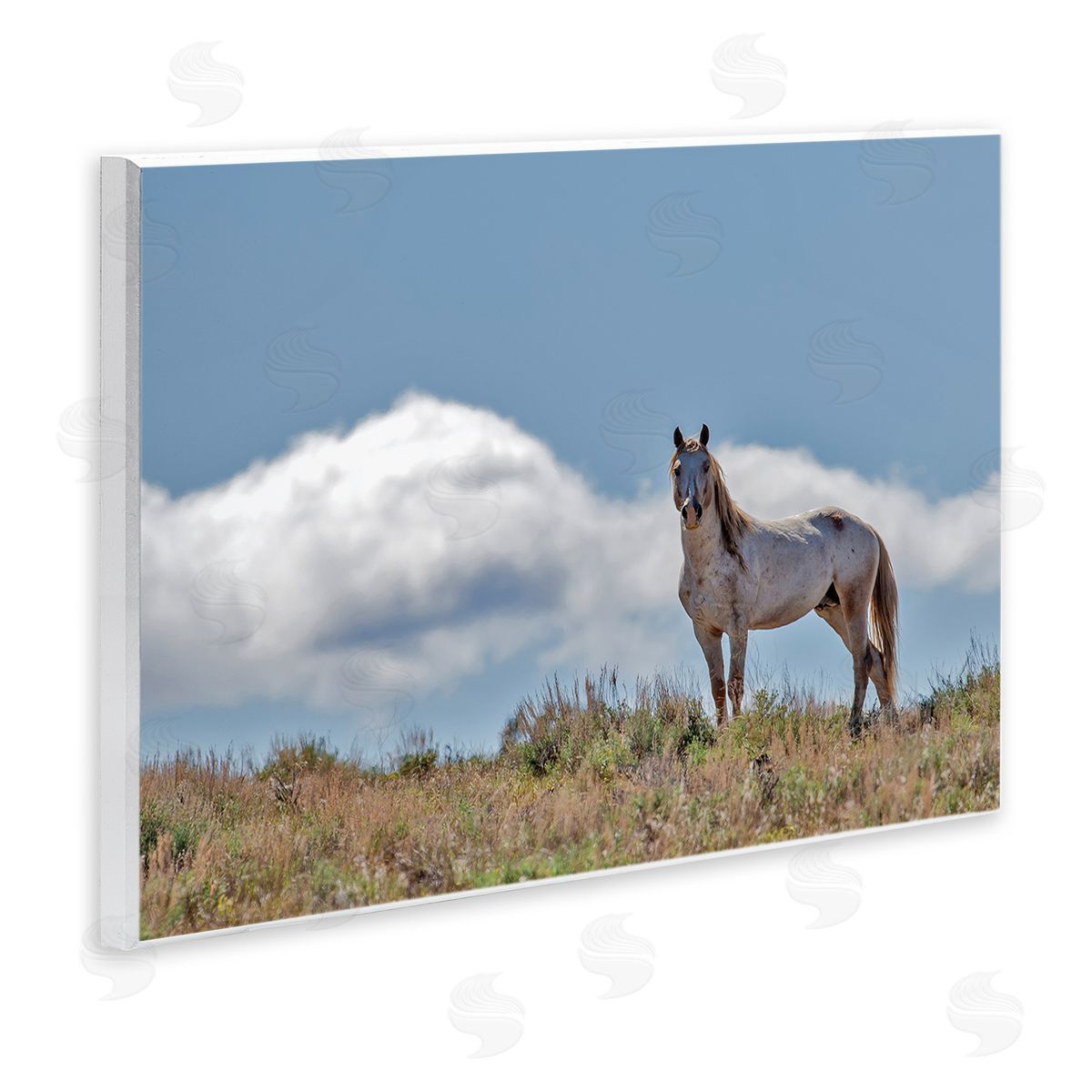Larry McFerrin Wild Horse Standing Strong Along Daytime Cloudy Sky