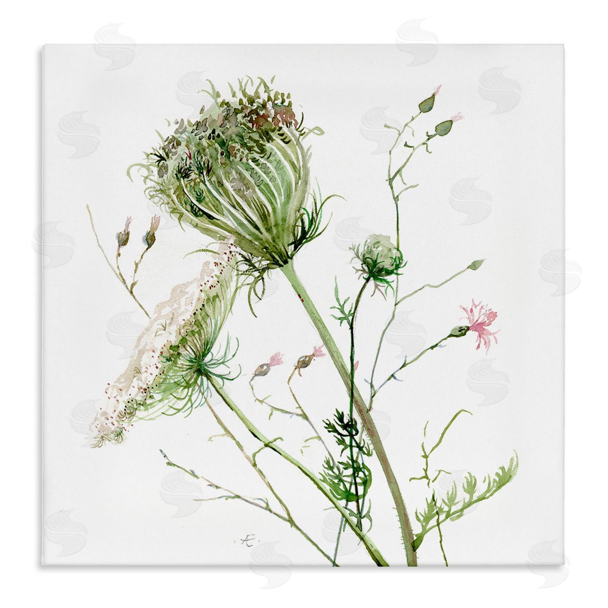 Verbrugge Watercolor Blooming Queen Anne's Lace Wildflower Watercolor Painting Stretched Canvas Wall Art Print