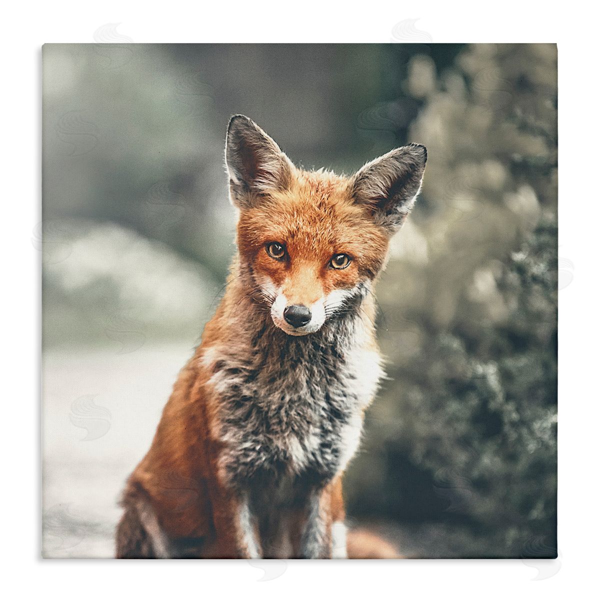 Leah Straatsma Adorable Woodland Fox Orange Fur Soft Tone Forest Stretched Canvas Wall Art Print
