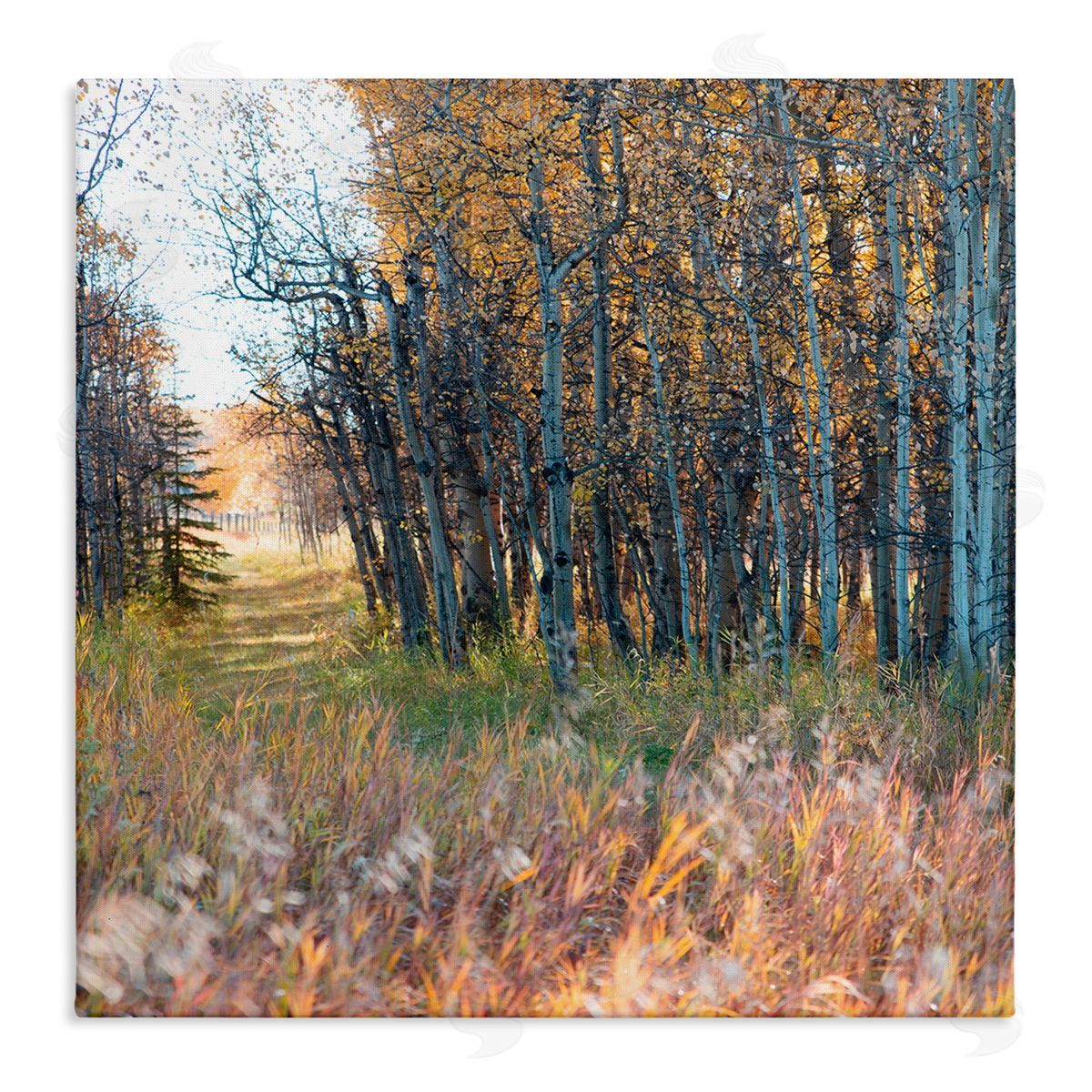 Carol Robinson Autumn Birch Trees Grassy Path Woodlands Photography Stretched Canvas Wall Art Print