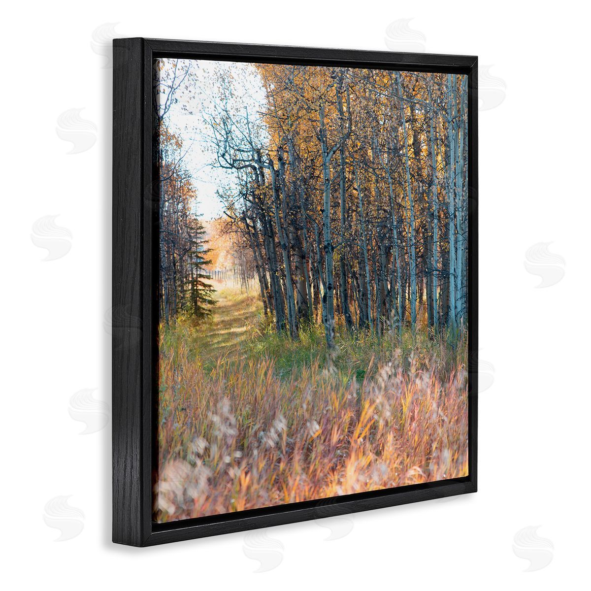 Carol Robinson Autumn Birch Trees Grassy Path Woodlands Photography Black Floating Frame Canvas Wall Art Print