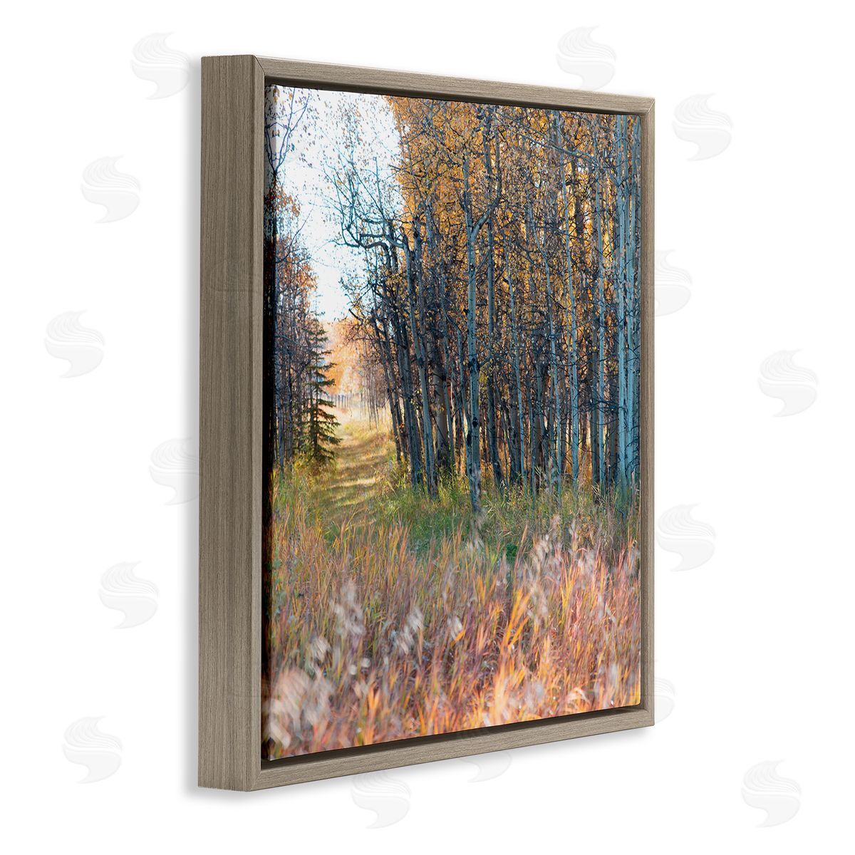 Carol Robinson Autumn Birch Trees Grassy Path Woodlands Photography Brown Floating Frame Canvas Wall Art Print