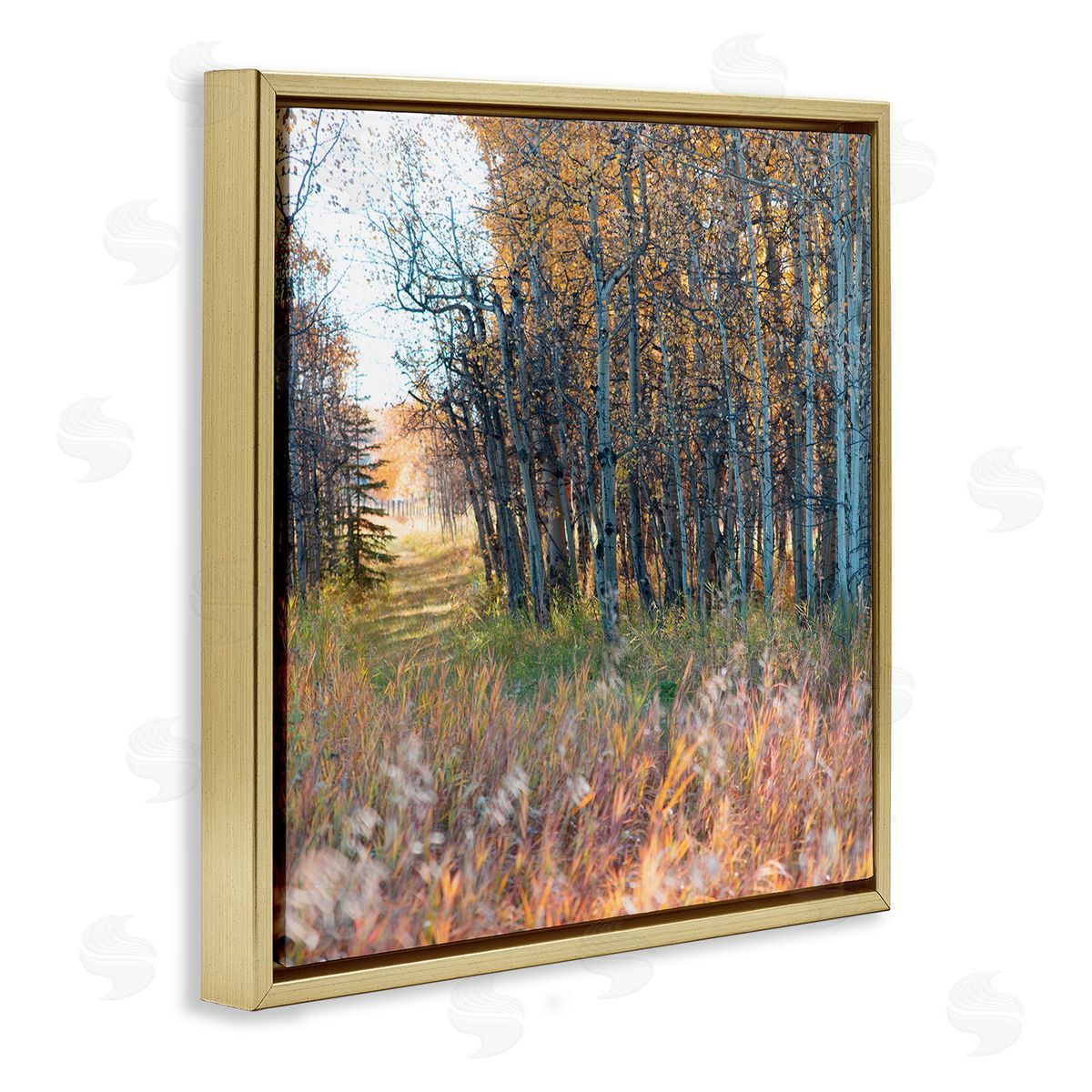 Carol Robinson Autumn Birch Trees Grassy Path Woodlands Photography Gold Floating Frame Canvas Wall Art Print