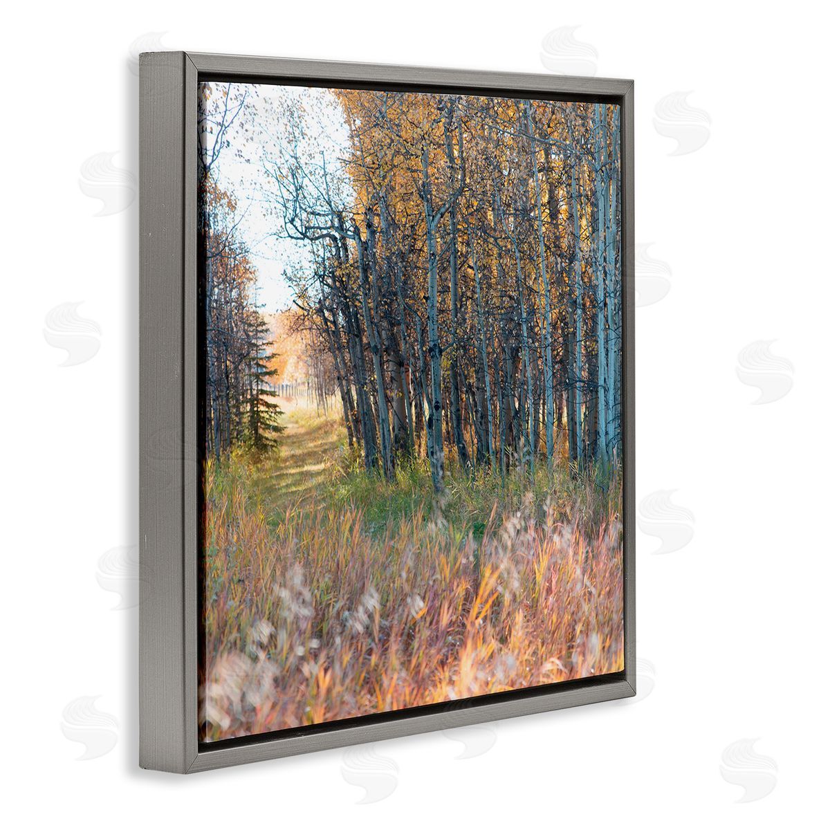 Carol Robinson Autumn Birch Trees Grassy Path Woodlands Photography Gray Floating Frame Canvas Wall Art Print