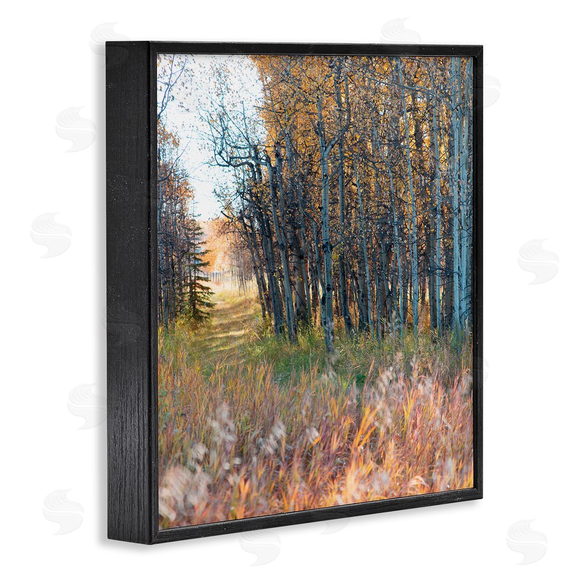 Carol Robinson Autumn Birch Trees Grassy Path Woodlands Photography Black Framed Glicee Wall Art Print