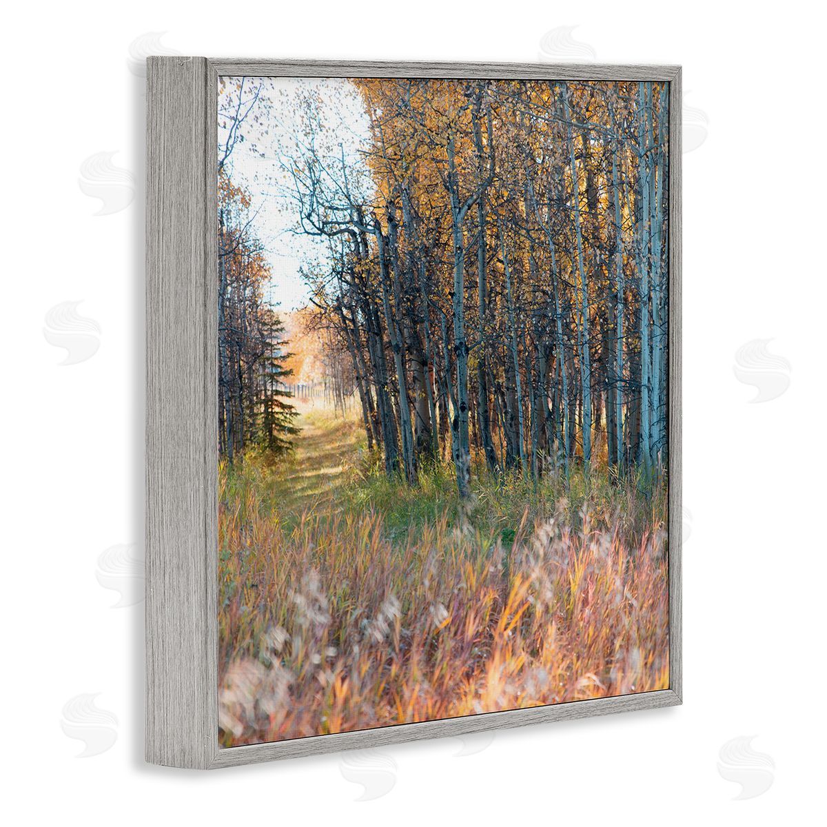 Carol Robinson Autumn Birch Trees Grassy Path Woodlands Photography Gray Framed Glicee Wall Art Print