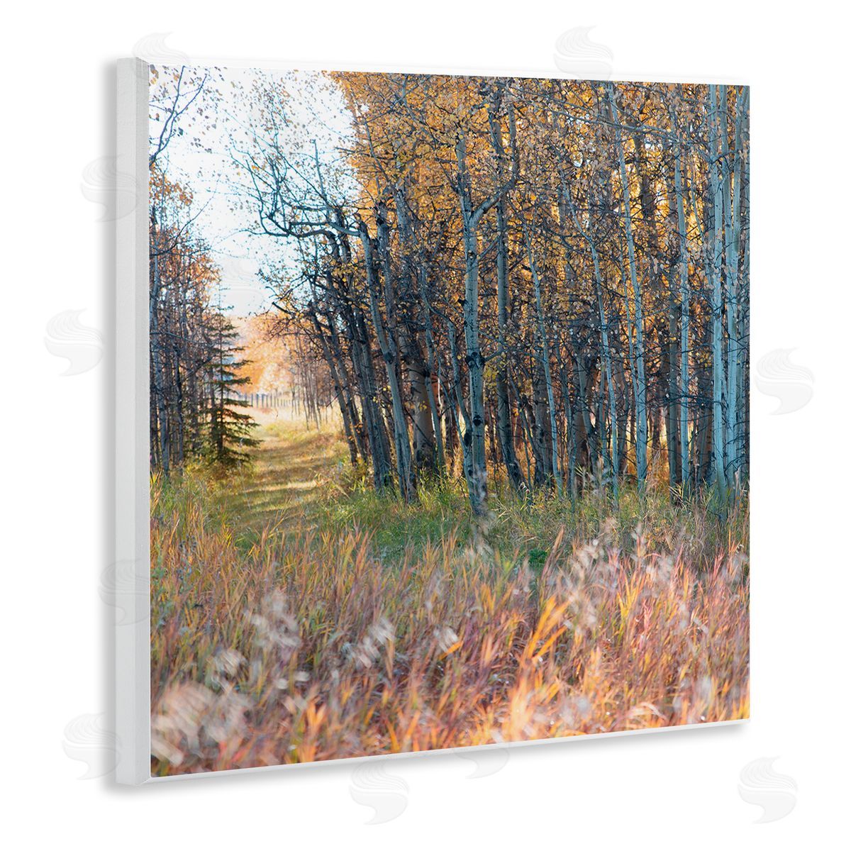 Carol Robinson Autumn Birch Trees Grassy Path Woodlands Photography Wooden Wall Plaque Art Print