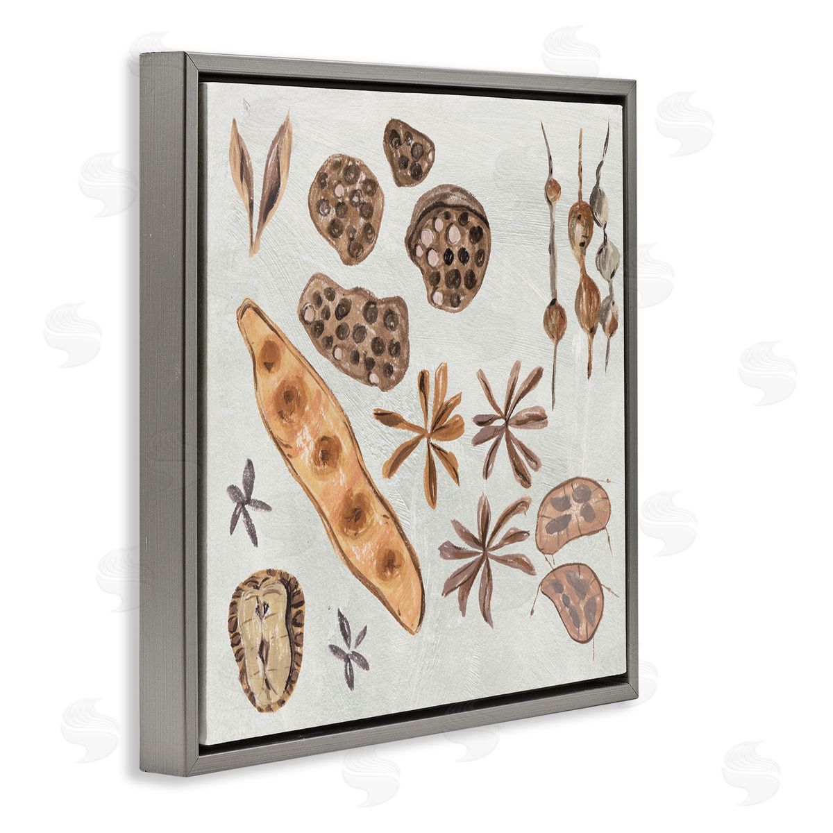 Melissa Wang Brown Seed Plant Botanicals Nature Diagram  Gray Floating Frame Canvas Wall Art Print