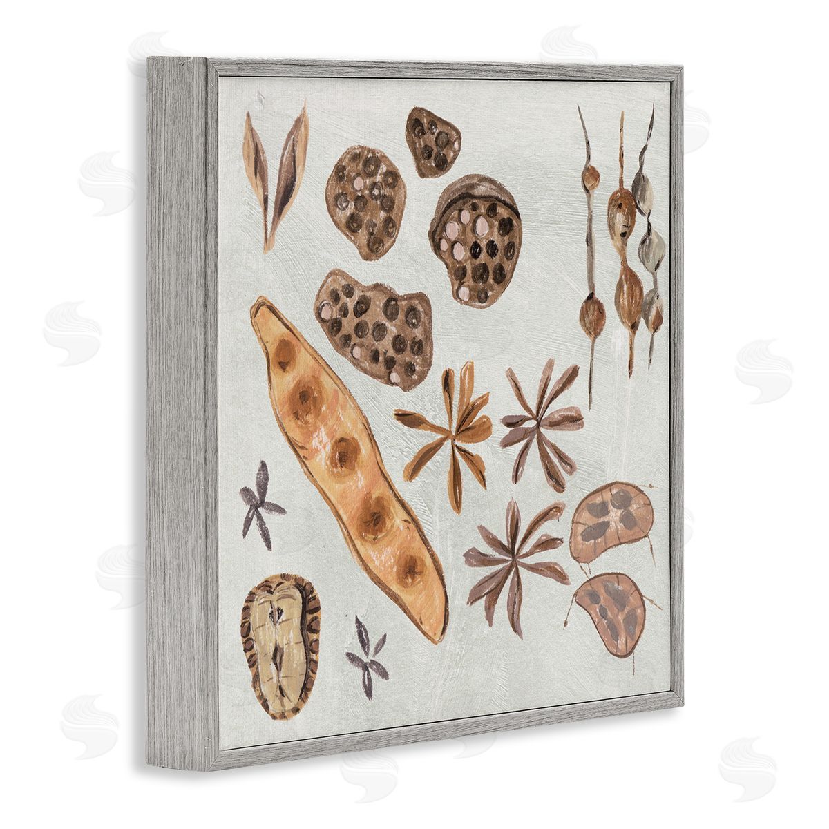 Melissa Wang Brown Seed Plant Botanicals Nature Diagram  Gray Framed Glicee Wall Art Print